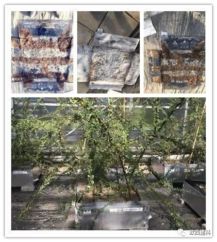 【喜大普奔】歐西建科耐根穿刺防水卷材順利通過北京園林所檢測！